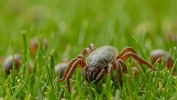 Троих детей покусали клещи в Белгородской области с начала марта 