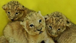 Зоопарк предложил белгородцам выбрать имена трем львятам
