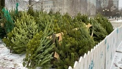 В Белгороде на ёлочных базарах будут продавать 15 тысяч хвойных деревьев