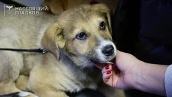 Белгородские власти проработают вопрос строительства нового приюта для щенков и кошек