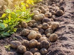 В Белгородской области недостаточно семян картофеля