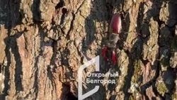 Краснокнижные жуки-олени поселились в Центральном парке Белгорода