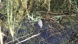 Рыба продолжает гибнуть в реке Разумной под Белгородом из-за слива сточных вод
