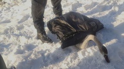 Белгородские спасатели освободили попавшего в ледяной плен дикого лебедя
