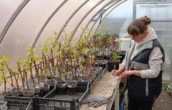 Клубничная плантация появилась в Волоконовском округе благодаря соцконтракту 