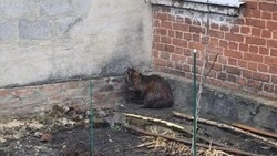 Лесничие помогли заплутавшему бобру вернуться в дикую природу в Ракитянском округе