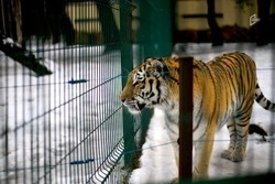 А может единорог?: Белгородский зоопарк вскоре пополнится новым обитателем