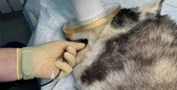 Более 600 питомцев в Белгородской области получили стоматологическое лечение 2025 году