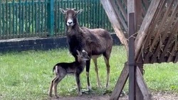 Детёныш муфлона появился на свет в Белгородском зоопарке