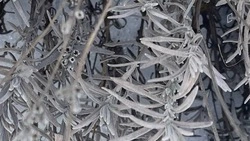 Ночные заморозки и туман ожидаются в Белгородской области в среду 