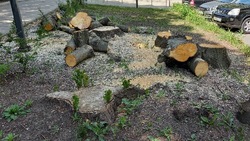 «Уходила из тенистого двора, вернулась в бурелом»: белгородцы возмутились вырубкой деревьев