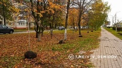 Более 200 деревьев и почти три тысячи кустарников высадят озеленители на малой Богданке в Белгороде