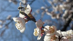 Восемь выходных дней ждут белгородцев в мае