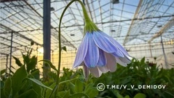 Городские цветы: около 700 тысяч однолетников и 5 тысяч многолетников украсят улицы Белгорода весной