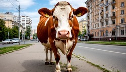 24-летний свердловчанин продал белгородке несуществующую корову
