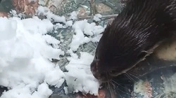 Игривое настроение: выдры из белгородского зоопарка познакомились со снегом