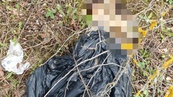 В Шебекино неизвестные выбросили трупы четырёх собак в чёрных пакетах
