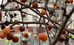 В первые выходные зимы белгородцев ожидает мороз и облачная погода 