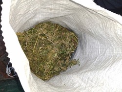 Белгородцу грозит до 10 лет тюрьмы за хранение шести килограммов конопли