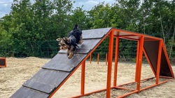 Две современные площадки для выгула собак открылись в Белгороде