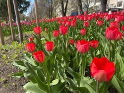 В Белгороде нашёлся подрядчик для высадки цветов у Мастерславля