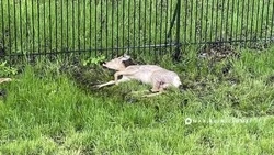 Раненую косулю спасли в парке «Берега» в Белгороде