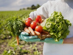 Производство фруктов и овощей в Белгородской области увеличилось на 15, 4 тысячи тонн
