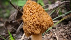 Грибные подснежники появились в лесах Белгородской области после зимы