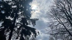 Ночные заморозки и дожди ожидаются в Белгородской области в четверг 