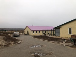 Ряд нарушений при обращении с животными выявлен в приюте под Белгородом