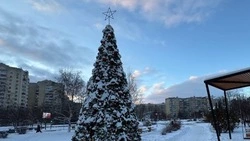 Праздничная ель из Комсомольского сквера Белгорода участвует во Всероссийском конкурсе