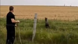 Косулю спасли из котлована на территории белгородского сельхозпредприятия
