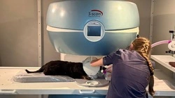 Современный МРТ-томограф заработал в ветстанции Белгорода