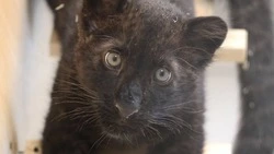 Ветеринары из Белгородского зоопарка кормят пантеру Багиру с рук для сохранения контакта