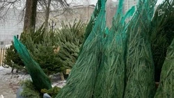 Многодетным семьям и семьям с детьми-инвалидами бесплатно раздадут 500 ёлок в Белгородской области