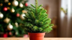 Белгородцам дали несколько советов по уходу за ёлкой в горшке в домашних условиях