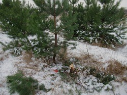Жителя Белгородской области поймали на незаконной рубке двух сосен в лесополосе
