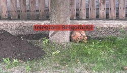 В центральном парке Белгорода найден череп человека 