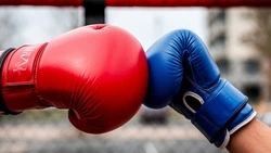 Белгородские бойцы Молдавский и Емельяненко победили соперников в поединках