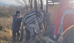 Сбежавшую при пожаре в Старооскольском зоопарке зебру поймали