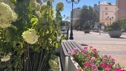 Мэрия Белгорода выделила более 36 млн рублей на сезонное содержание клумб центральных улиц города