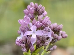 «Цветет вопреки времени года»: У спортцентра в Белгороде зацвела сирень