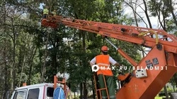 На Пушкинской аллее Белгорода высадят 160 деревьев 