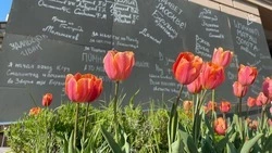 Послушать песни военных лет и позаниматься йогой под открытым небом смогут белгородцы на выходных