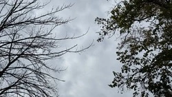 Облачная погода и усиление ветра ожидают белгородцев в пятницу