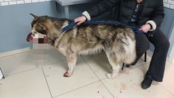 Застреливший пса Амура мужчина находится под следствием