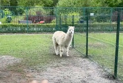 Белгородский зоопарк объявил конкурс на лучшее имя нового питомца — альпаки