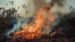 Белгородцам напомнили о запрете разведения костров