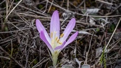 Краснокнижная брандушка разноцветная впервые зацвела в заповеднике «Белогорье»