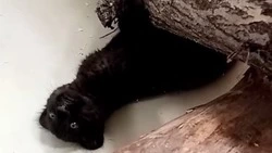 Чёрную пантеру можно будет увидеть в Белгородском зоопарке в феврале